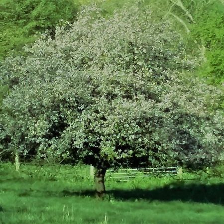Bramley Cottage Holidays Chichester Buitenkant foto